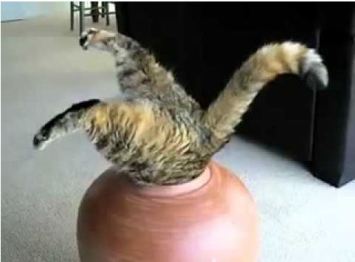ANIMALS cat jumping in vaseCapture