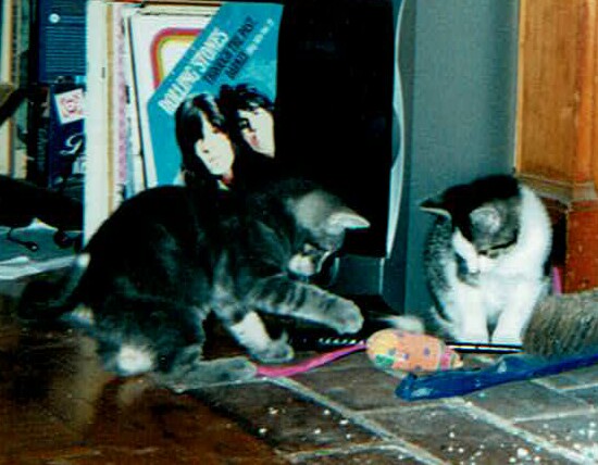 KITTEN CROP tibby and coosh babies
