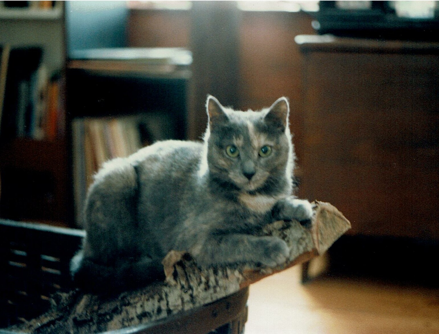 KITTEN Tia CROP